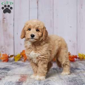 Oscar, Mini Goldendoodle Puppy